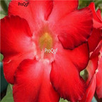 18usd Ngryise 3Pcs A Set Plant Adenium obesum Black Warrior Wavy Red