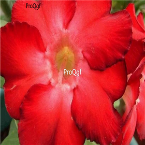 18usd Ngryise 3Pcs A Set Plant Adenium obesum Black Warrior Wavy Red