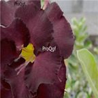 18usd Ngryise 3Pcs A Set Plant Adenium obesum black