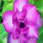 18usd Ngryise 3Pcs A Set Plant Adenium obesum Blue Spirit Purple Multi-petal