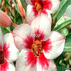 18usd Ngryise 3Pcs A Set Plant Adenium obesum Bright Gem White & Red