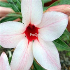 18usd Ngryise 3Pcs A Set Plant Adenium obesum Canary Bird White Star Shaped