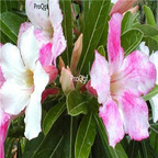 18usd Ngryise 3Pcs A Set Plant Adenium obesum Chameleon Pink White