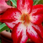18usd Ngryise 3Pcs A Set Plant Adenium obesum Cynthia