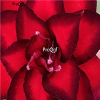 18usd Ngryise 3Pcs A Set Plant Adenium obesum Dark Red Double-petal