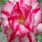 18usd Ngryise 3Pcs A Set Plant Adenium obesum Double Moon White  Red