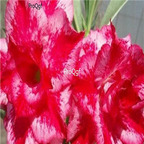 18usd Ngryise 3Pcs A Set Plant Adenium obesum Excellent Lover Red & White Double-petal
