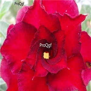18usd Ngryise 3Pcs A Set Plant Adenium obesum Fire Fenghwang Red Double-petal