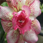 18usd Ngryise 3Pcs A Set Plant Adenium obesum K02 Yellow  Red Double-Petal