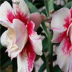 18usd Ngryise 3Pcs A Set Plant Adenium obesum K04 White  Red