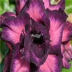 18usd Ngryise 3Pcs A Set Plant Adenium obesum K06 Purple Double-petal