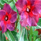 18usd Ngryise 3Pcs A Set Plant Adenium obesum Kaleidoscope Purple
