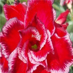 18usd Ngryise 3Pcs A Set Plant Adenium obesum Miracle Red Multi-petal