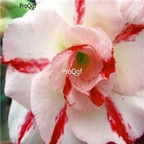 18usd Ngryise 3Pcs A Set Plant Adenium obesum Multi-petal White  Red Stripes