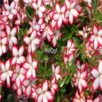 18usd Ngryise 3Pcs A Set Plant Adenium obesum Noble Concubine White Pink Edge