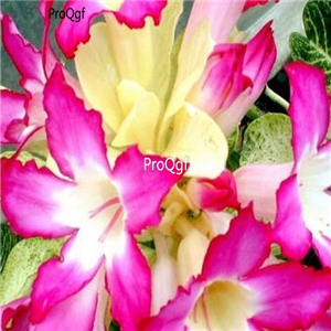 18usd Ngryise 3Pcs A Set Plant Adenium obesum Noble Pink