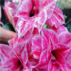 18usd Ngryise 3Pcs A Set Plant Adenium obesum Pink Double-petal