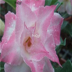 18usd Ngryise 3Pcs A Set Plant Adenium obesum princess pink