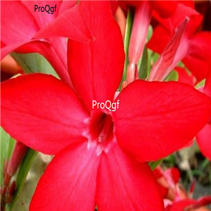 18usd Ngryise 3Pcs A Set Plant Adenium obesum Prominent Red Star Shaped