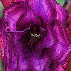 18usd Ngryise 3Pcs A Set Plant Adenium obesum Purple Double-Petal
