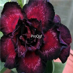 18usd Ngryise 3Pcs A Set Plant Adenium obesum Red  Black edges Double-petal