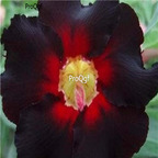 18usd Ngryise 3Pcs A Set Plant Adenium obesum Red Black Wavy