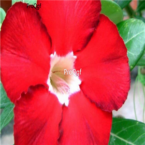 18usd Ngryise 3Pcs A Set Plant Adenium obesum Royal Ruby Red Flower