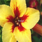 18usd Ngryise 3Pcs A Set Plant Adenium obesum sabi star Yellow