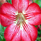 18usd Ngryise 3Pcs A Set Plant Adenium obesum Star in Style Pink