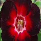 18usd Ngryise 3Pcs A Set Plant Adenium obesum Star of Black Night Red Black