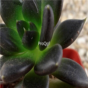 Echeveria affinis Black Hens and Chicks 39usd Ngryise 300Pcs A Set Seed