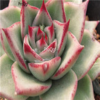 Echeveria agavoides  Sirius 39usd Ngryise 300Pcs A Set Seed