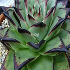 Echeveria agavoides Ebony 39usd Ngryise 300Pcs A Set Seed