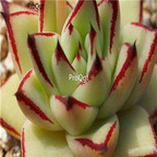 Echeveria agavoides Multifida 39usd Ngryise 300Pcs A Set Seed