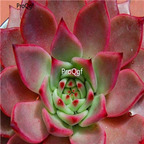 Echeveria agavoides Romeo 39usd Ngryise 300Pcs A Set Seed