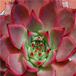 Echeveria agavoides Romeo 39usd Ngryise 300Pcs A Set Seed
