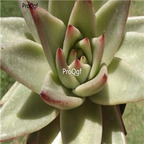 Echeveria agavoides v Hidalgo 39usd Ngryise 300Pcs A Set Seed