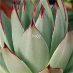 Echeveria agavoides v Maria 39usd Ngryise 300Pcs A Set Seed