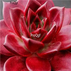 Echeveria agavoides v Romeo Rubin 39usd Ngryise 300Pcs A Set Seed