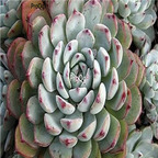 Echeveria amoena 39usd Ngryise 300Pcs A Set Seed