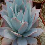 Echeveria cante 39usd Ngryise 300Pcs A Set Seed