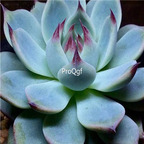 Echeveria chihuahuensis Ruby Blush 39usd Ngryise 300Pcs A Set Seed