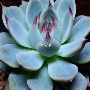 Echeveria chihuahuensis Ruby Blush 39usd Ngryise 300Pcs A Set Seed