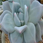 Echeveria colorata Mexican Giant 39usd Ngryise 300Pcs A Set Seed