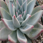 Echeveria colorata Tapalpa 39usd Ngryise 300Pcs A Set Seed