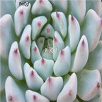 Echeveria cuspidata v gemmula 39usd Ngryise 300Pcs A Set Seed