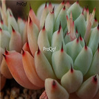 Echeveria cuspidata v zaragozae 39usd Ngryise 300Pcs A Set Seed