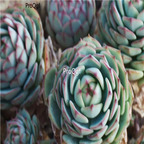 Echeveria derenbergii 39usd Ngryise 300Pcs A Set Seed