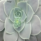 Echeveria diffractens 39usd Ngryise 300Pcs A Set Seed
