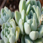 Echeveria elegans v Albicans 39usd Ngryise 300Pcs A Set Seed
